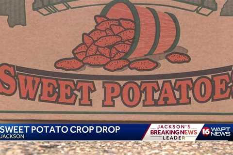 Sweet Potato Crop Drop