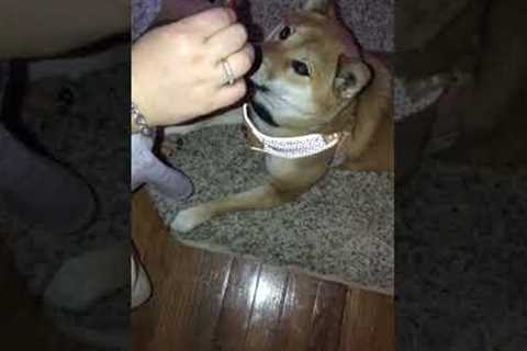 Smart Shiba Inu says 'I Love You' to owner