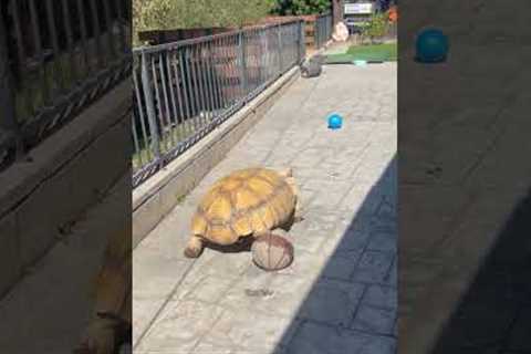 Persistent tortoise shells away all obstacles in his path