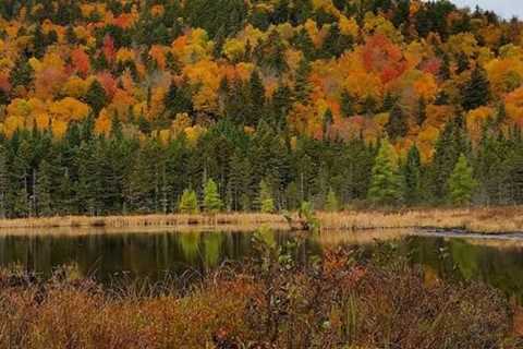 Bluesource’s Carbon Credit Strategy: An Easement Debate Shaping New Hampshire’s Forests