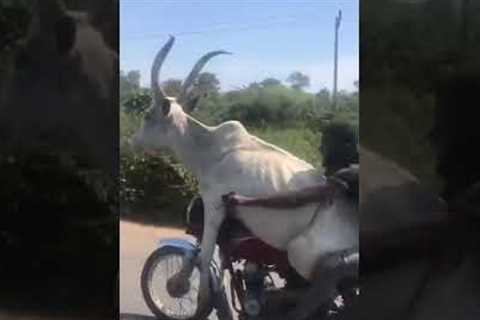 Man rides motorcycle with a cow on his lap