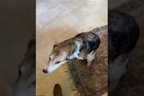 Dog confronted over deli meat theft