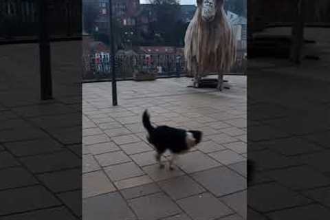 Sheepdog tries to herd a giant statue of a sheep