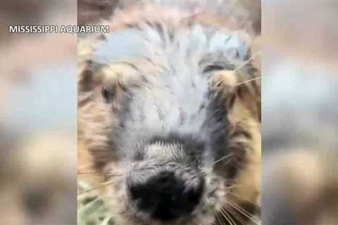 Beaver at Mississippi Aquarium enjoys holiday meal