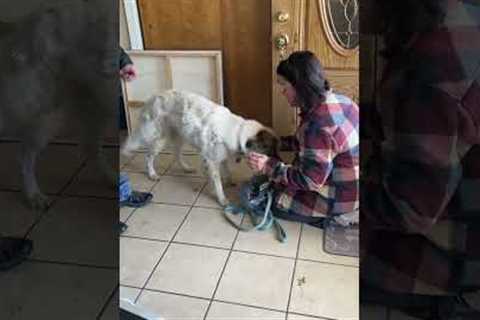 Missing Pup Found! Watch Mom's Reaction When They're Reunited.