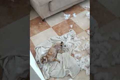 Mischievous dog goes to town on sofa cushion