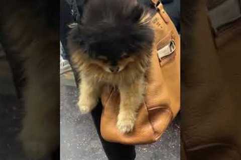 Pomeranian takes a ride in a purse