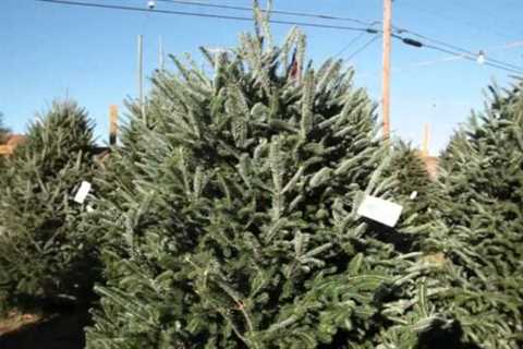 Christmas Tree Prices Soar Amidst Inflation Concerns