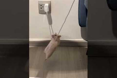 Hamster hangs from charger like a circus acrobat