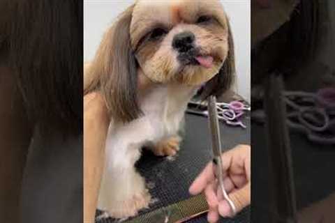 Tuna the pooch pulls funny face during grooming