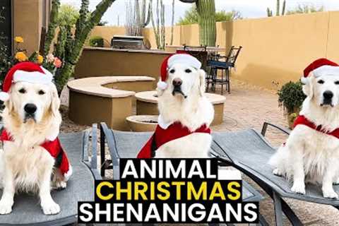 TOP 17 - Christmas Animal Shenanigans | Caught On Camera