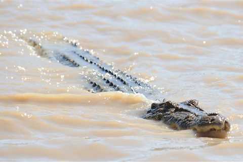 Crocodiles roaming main streets as flooding hits Far North Queensland