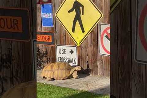 Smart Tortoise Reads Sign