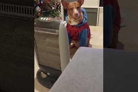 Dog Asks Owner to Turn the Heater On