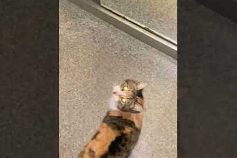 Multicolored Cat Takes Ride in Elevator