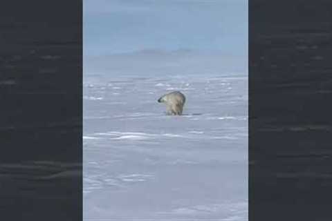 Polar bear attempts to intercept snowmobilers