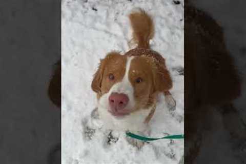 Dog saves his photoshoot by chomping snowflakes