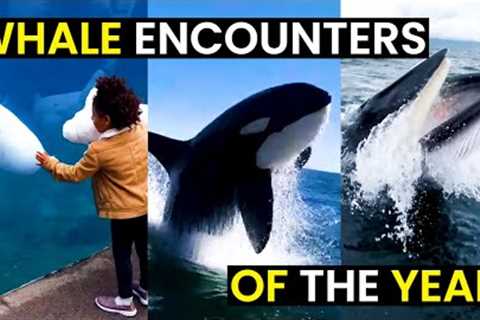 TOP 30 Wild Whale Encounters | BEST Of The Year!