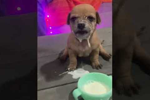 Clumsy Puppy Dunks His Face in Milk