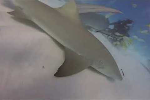 Tiger Shark tries to eat GoPro Camera