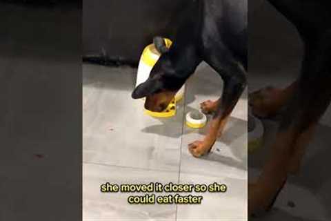 Smart Dog Masters Button-controlled Food Dispenser For Efficient Eating