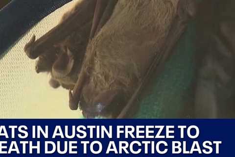 Austin bats freeze to death | FOX 7 Austin