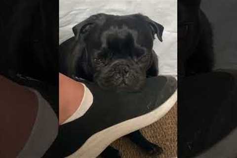 Sleepy pug dozes off on owners foot