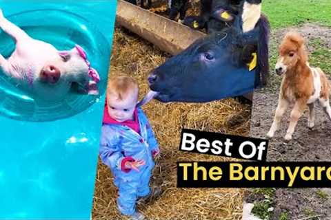 Farmageddon: The Best Of Farm Animals