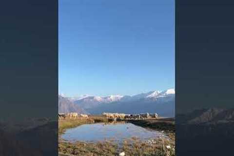 Shepherd herds sheep with beautiful backdrop