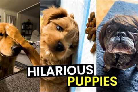 FUNNY Puppies MEGA Mix - TOP 47 Puppy Moments