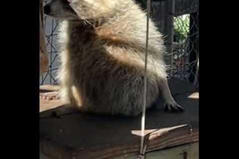 Chunky raccoon tries to wiggle out of narrow hole