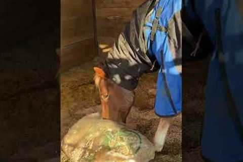 Horse helps with chores around stable