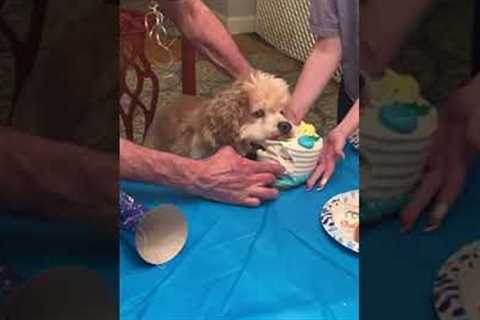 Elderly dog gorges on cake for his 16th birthday