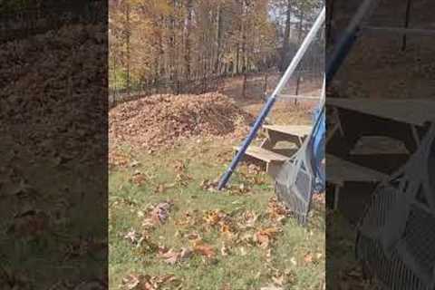 Corgi Leaps Into Leaf Pile