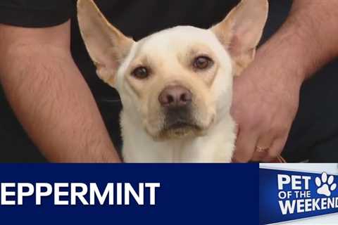 Adopt Peppermint at Austin Pets Alive! | FOX 7 Austin