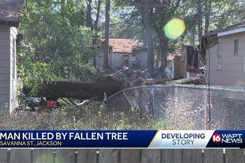 Man Killed By Fallen Tree