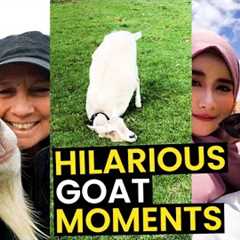 TOP 26 Hilarious Goat Moments | The FUNNIEST Goats On Camera
