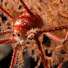 Photos show never-before-seen sea creatures living in an underwater mountain that dwarfs the..
