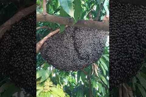 Giant honeybees make incredible 'shimmering wave'