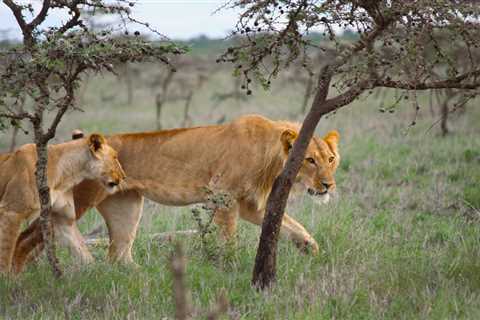 Tiny invasive ants are changing how lions hunt in Kenya, study says