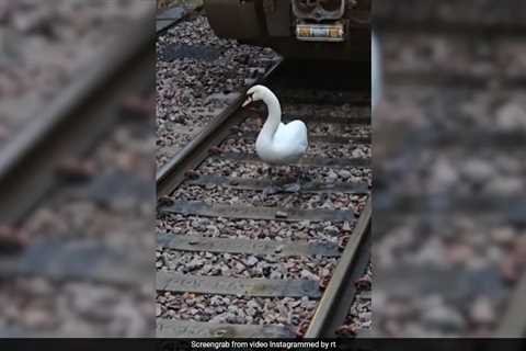 Swan, Owned By King Charles, Blocks Train Tracks In London