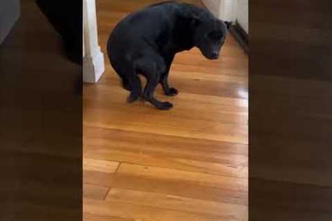 Guilty dog walks away in shame