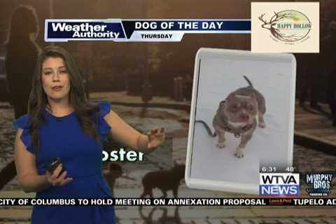 Dog Walk Forecast for Feb. 9 – Rooster