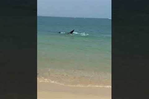 Huge whale shark appears on Thai beach