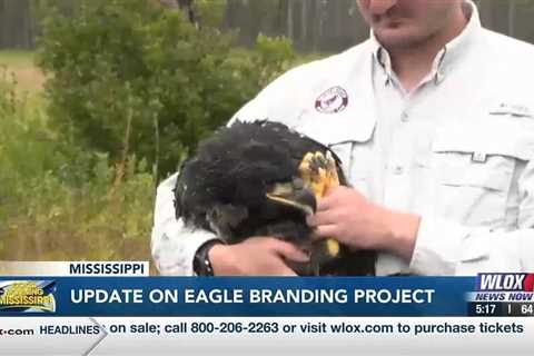 Update on eagle banding project