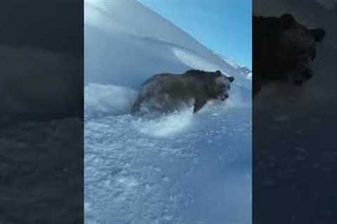 Majestic bear braves the deep snow