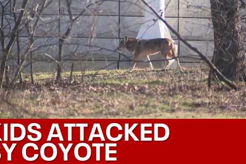 3 children attacked by coyote at Arlington park