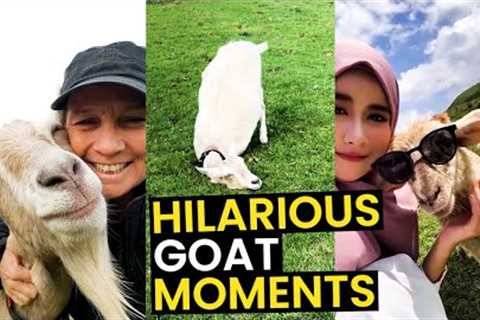 TOP 26 Hilarious Goat Moments | The FUNNIEST Goats On Camera