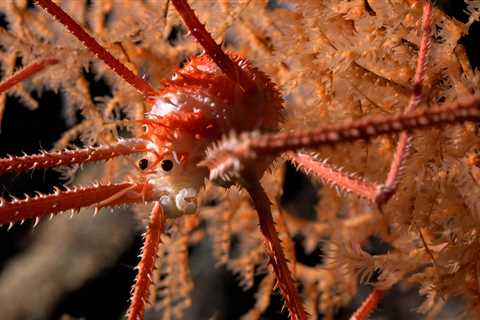 Photos show never-before-seen sea creatures living in an underwater mountain that dwarfs the..