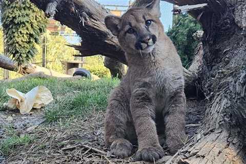 Oakland Zoo launches mountain lion CubCam to watch ‘Maple’ and ‘Willow’